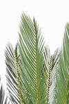 Pianta artificiale Palma Cycas con foglie e rami in PE, vaso in plastica