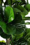 Pianta artificiale Ficus Lyrata con vaso in plastica nero, con foglie in gomma