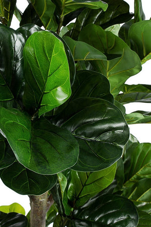 Pianta artificiale "Ficus Lyrata" con vaso in plastica nero, con foglie in gomma