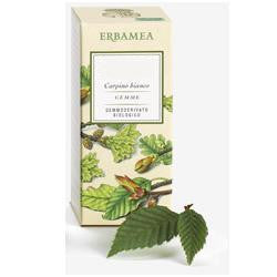 Ficus carica gemme gemmoder