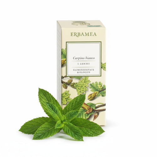 Ficus carica gemme gemmoder