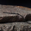 Product Image-2