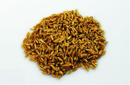 5Kg Grano  Perciasacchida macina prepulito-MOLINO ZAPPALA'