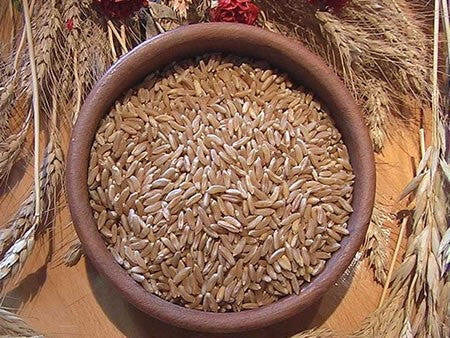 5kg Grano Khorasan da macina prepulito-MOLINO ZAPPALA'
