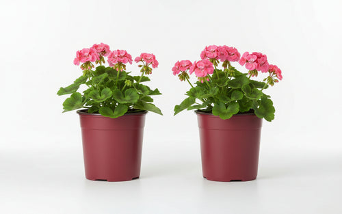 RETE RETI PER PACCIAMATURA PACCIMANTE H. 2.00 MT - LUNGHEZZA MT.100 - 200MQ