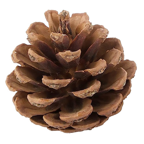 Sacchetto con Pigne, ideale per decorare l'albero di Natale, da 50 grammi