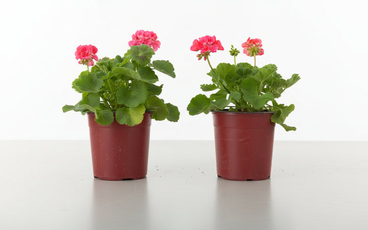 RETE RETI PER PACCIAMATURA PACCIAMANTE H. 1,05 MT - LUNGHEZZA MT.100