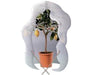 TELI ANTIGELO T.N.T. BRIXO AGRITHERMO MANTELLO H1,60x3,2 MT PROTEZIONE PIANTE
