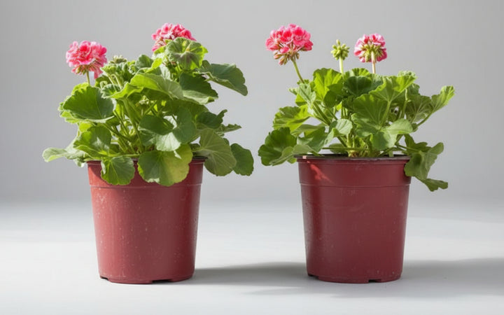 RETE RETI PER PACCIAMATURA PACCIAMANTE H. 4.00 MT - LUNGHEZZA MT.50