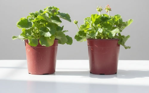 RETE RETI PER PACCIAMATURA PACCIAMANTE H. 3.00 MT - LUNGHEZZA MT.50