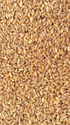 1Kg-Grano-duro-da-macina-prepulito-(siciliano)-MOLINO-ZAPPALA'