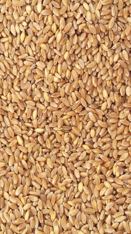 1Kg-Grano-duro-da-macina-prepulito-(siciliano)-MOLINO-ZAPPALA'