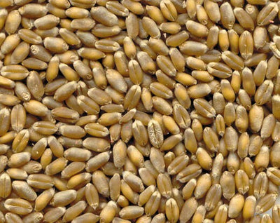 1Kg-Grano-Tenero-da-macina-MOLINO-ZAPPALA'