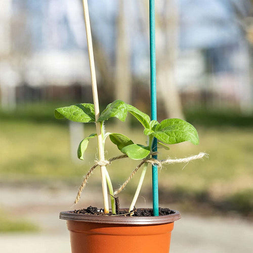 2 Pz Bastoncini Di Supporto Per Giardino Asta Serre Recinzioni Piante 1.1x120 Cm Giardino e giardinaggio/Giardinaggio/Letti rialzati per giardino e strutture di supporto/Stecche per piante Trade Shop italia - Napoli, Commerciovirtuoso.it