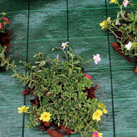 Set 3pz Rete Telo Pacciamatura Anti Erba Orto Giardino Serra 1x10mt Resistente 222251