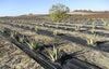 Rete Anti Erba Telo Pacciamatura Per Orto Giardino Serra 1.5x10mt Resistente 023297