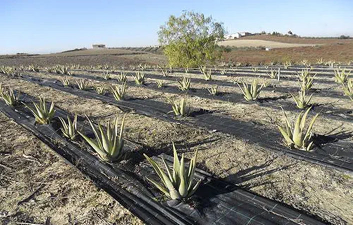 Rete Anti Erba Telo Pacciamatura Per Orto Giardino Serra 1.5x10mt Resistente 023297