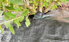 Set 3pz Rete Anti Erba Telo Pacciamatura Orto Giardino Serra 1x10mt Resistente 129912