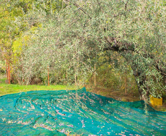 Set 3pz Rete Per Raccolta Olive Frutta Piantagioni Resistente Durevole 3x8mt Verde 222270