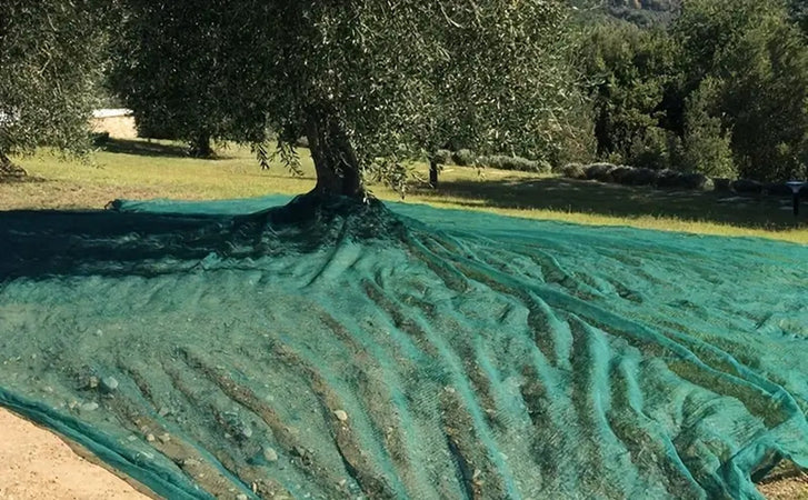 Set 3pz Rete Per Raccolta Olive Frutta Piantagioni Resistente Durevole 3x8mt Verde 222270