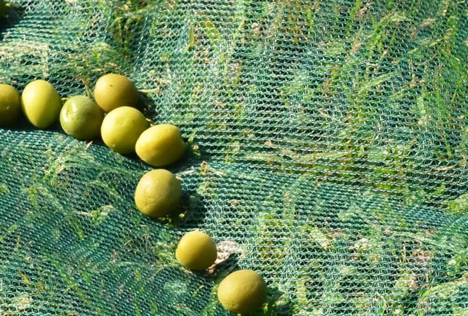 Set 3pz Rete Per Raccolta Olive Frutta Piantagioni Resistente Durevole 3x8mt Verde 222270