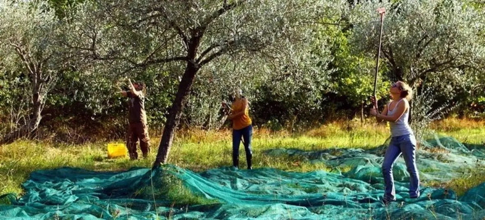 Set 3pz Rete Per Raccolta Olive Frutta Piantagioni Resistente Durevole 3x8mt Verde 222270