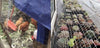 Set 3pz Rete Metallica Zincata 0.5x3mt Recinzione Protezione Alberi Giardino Animali 020248