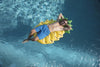 Materasso Gonfiabile Mare Design Frutta Assortita Ananas Fragola Anguria Lime 016127
