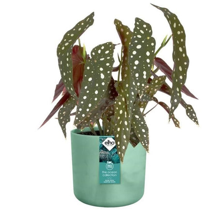 ELHO The Ocean Collection Vaso da fiori rotondo 22 - Verde -  22 x H 20 cm - interno - 100% riciclato