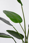 Pianta Strelitzia con vaso in plastica nero, foglie in gomma