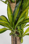 Pianta artificiale Dracaena con vaso in plastica nero, con foglie in gomma