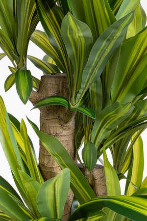 Pianta artificiale "Dracaena" con vaso in plastica nero, con foglie in gomma