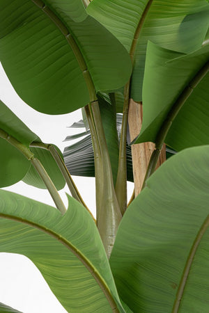 Pianta artificiale "Banano" con vaso nero, foglie in gomma, realistica