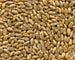 25-Kg-Grano-Tenero-da-macina-MOLINO-ZAPPALA'