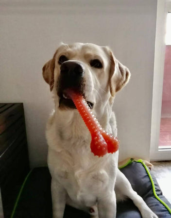 My Osso Gioco Vegetale - Dental Care- per Cani e Gatti Osso Gioco Vegetale - Dental Care- per Cani e Gatti MY CIUFFOGATTO® per cani e gatti, Commerciovirtuoso.it
