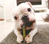 My Osso Gioco Vegetale - Dental Care- per Cani e Gatti Osso Gioco Vegetale - Dental Care- per Cani e Gatti MY CIUFFOGATTO® per cani e gatti, Commerciovirtuoso.it