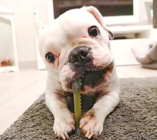 My Osso Gioco Vegetale - Dental Care- per Cani e Gatti Osso Gioco Vegetale - Dental Care- per Cani e Gatti MY CIUFFOGATTO® per cani e gatti, Commerciovirtuoso.it