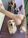 My Osso Gioco Vegetale - Dental Care- per Cani e Gatti Osso Gioco Vegetale - Dental Care- per Cani e Gatti MY CIUFFOGATTO® per cani e gatti, Commerciovirtuoso.it