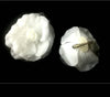 3 PINZA MOLLETTA METALLO ROSA BIANCO BIANCA FIORE ROSE CAPELLI ACCESSORI SPOSA  Trade Shop italia - Napoli, Commerciovirtuoso.it