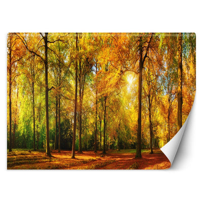 Carta Da Parati, Autunno Foresta Natura