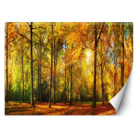 Carta Da Parati, Autunno Foresta Natura