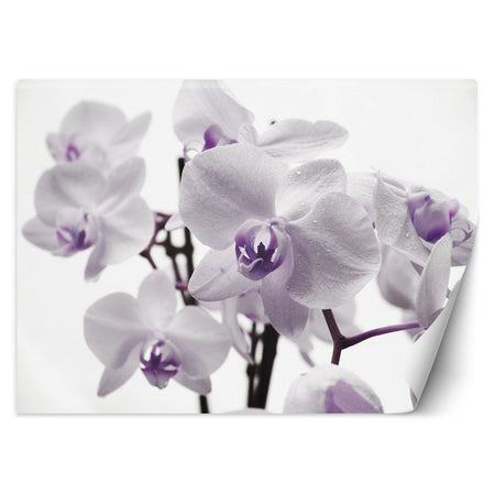 Carta Da Parati, Orchidea in fiore