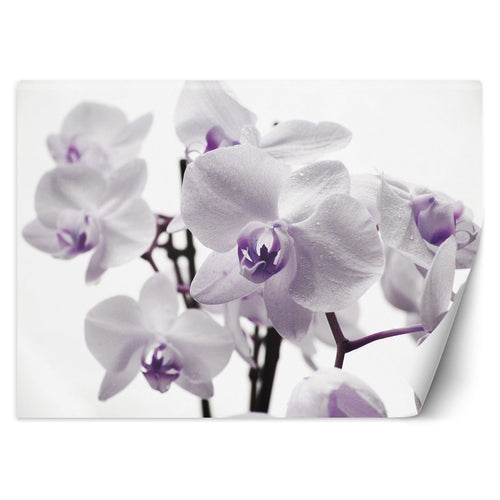 Carta Da Parati, Orchidea in fiore