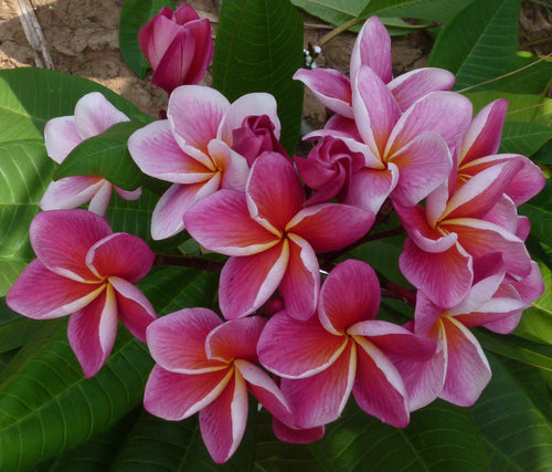 Synchronicity - MaxBestPlants.com