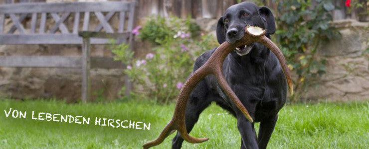 Corna di cervo intero per cani da masticare