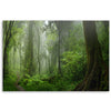 Quadro su tela, Foresta della giungla tropicale