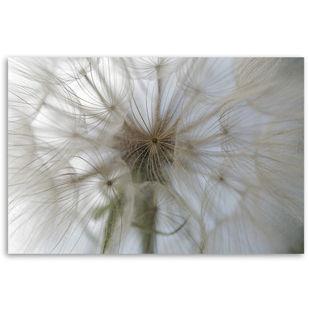 Quadro su tela, Dente di leone su scala macro