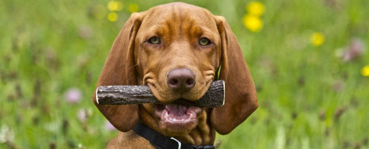 Corna di cervo intero per cani da masticare