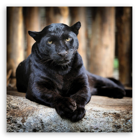 Quadro su tela, Pantera nera