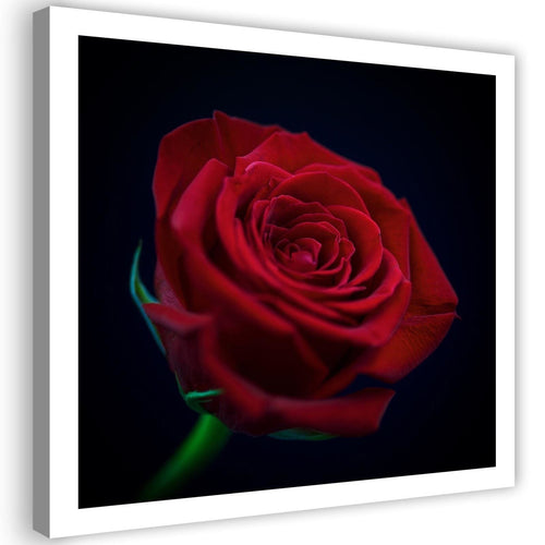 Quadro su tela, Fiore di rosa rossa